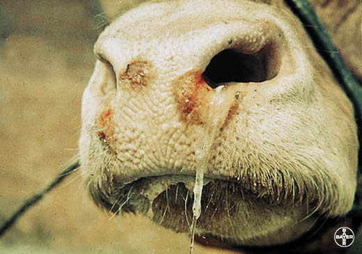 foot-and-mouth-disease-fmd-from-dairy-farm-guide