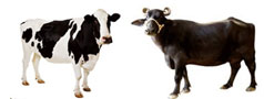 Dairy Farming Guide - A complete dairy farming guide website with ...